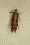 Aristotelia ericinella