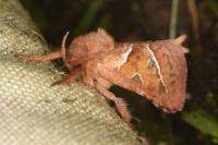 Triodia sylvina