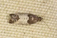 Spilonota ocellana