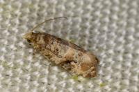 Lobesia botrana
