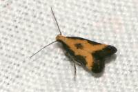 Brachmia dimidiella