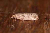 Spilonota ocellana