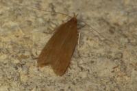 Helcystogramma rufescens