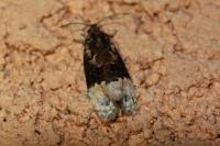 Apotomis betuletana