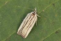Agonopterix nervosa