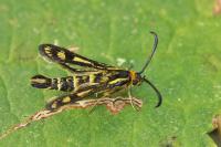 Chamaesphecia empiformis