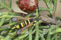 Synanthedon theryi