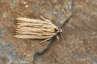 Agonopterix nervosa