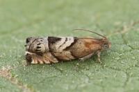 Cydia interscindana