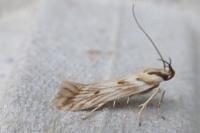 Stomopteryx detersella