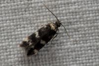 Oegoconia