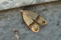 Odites kollarella