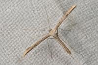 Emmelina monodactyla