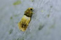 Epinotia festivana