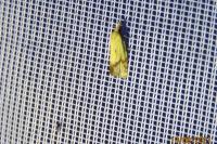 Agapeta hamana