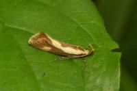 Harpella forficella