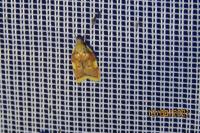 Carcina quercana