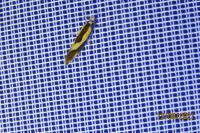 Harpella forficella