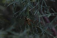 Synanthedon theryi