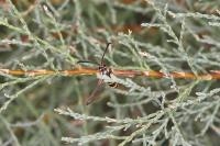 Synanthedon theryi