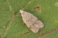 Symmoca oenophila