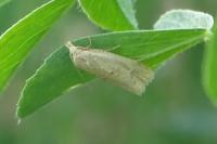 Cochylimorpha meridiana