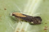 Stomopteryx basalis