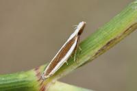 Dichomeris marginella
