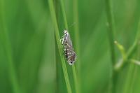 Glyphipterix thrasonella