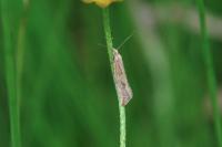 Bactra lancealana