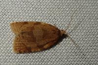 Adoxophyes orana