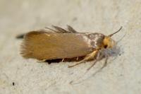 Crassa unitella