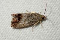 Cydia splendana