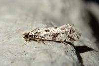 Nemapogon
