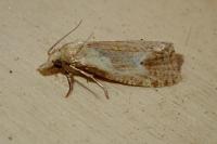 Phtheochroa inopiana