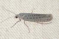 Yponomeuta evonymella