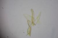 Phyllonorycter mespilella