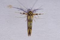 Stathmopoda pedella