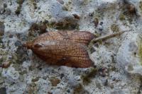 Acleris rhombana