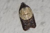 Acleris variegana