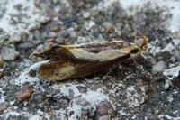 Harpella forficella