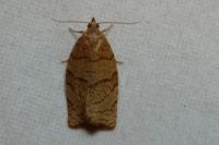 Pandemis corylana
