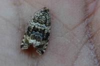 Celypha lacunana