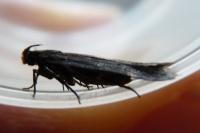 Aroga velocella