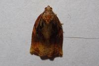 Archips podana