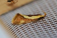 Harpella forficella