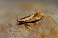 Harpella forficella