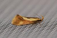Harpella forficella