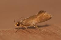 Crassa unitella