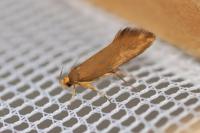 Crassa unitella